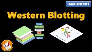 Western Blotting Immunoblotting  Principle and Complete Procedure Explained  FLImmuno81 [upl. by Howlond186]