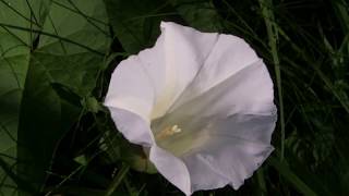 Flowers of the Bindweed Convolvulus arvensis [upl. by Alatea277]