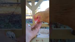 Buff Orpington snackin out chickens chickencoop [upl. by Ayit]