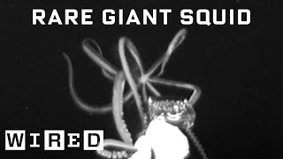 Scientist Explains How She Captured Rare Giant Squid Footage  WIRED [upl. by Thisbee]