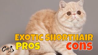 Pros and Cons Exotic Shorthair Cats [upl. by Ayekram]