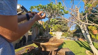 REPOTTING a large FICUS NATALENSIS BONSAI Natal fig [upl. by Lynnet]