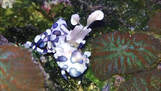 AMAZING FOOTAGE Harlequin shrimp Pair [upl. by Shalom600]