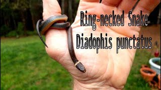 Ring necked Snake Diadophis Punctatus [upl. by Oaks]