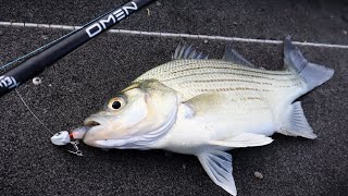 Underspin White Bass  Trying Out The Reel Method Underspin [upl. by Maurizia]