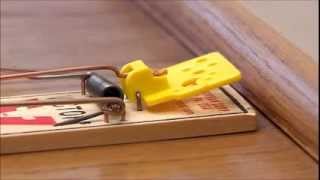 Victor Easy Set Mouse Trap [upl. by Kinnard502]