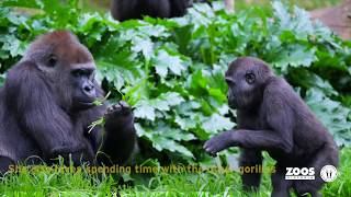 Western Lowland Gorilla Family at Melbourne Zoo [upl. by Tsuda]