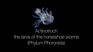 Actinotroch – the larva of the horseshoe worms Phylum Phoronida [upl. by Allsun]