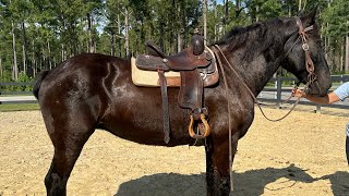 Percheron mare riding [upl. by Irakuy]