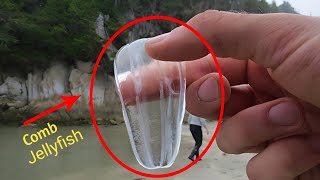 Ctenophora  Comb Jelly Bioluminescent Comb Jellyfish  Full HD 1080p [upl. by Alliehs326]