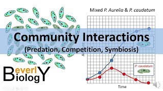 Community Interactions Competition Predation Symbiosis [upl. by Nalehp527]