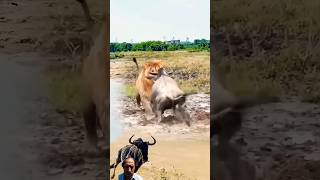 wildebeest vs lionpower strength competition [upl. by Chrysler]