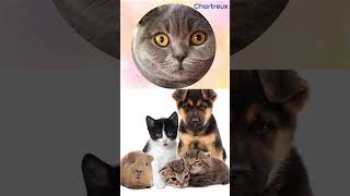 Rare Chartreux Cat Breed  Everything You Need To Know [upl. by Ecirtahs]