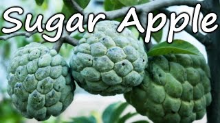 Growing Sugar Apple Sweetsop in a Container  Terrace Garden [upl. by Elwee]