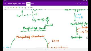 SYNTHESIS OF PHOSPHOLIPIDS [upl. by Eey537]