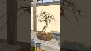 Cotoneaster Bonsai in Fall bonsai bonsaitree bonsaigarden garden gardening tree plants [upl. by Aiynot]