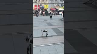 Dog Intersection Intersection robotdog dog puppy [upl. by Yeuh]