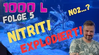 1000 L Shallow Mixed Reef Beckenstart  Folge 5 Nitrit auf Anschlag [upl. by Shanahan]