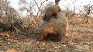 Okonjima Namibia  Temmincks ground pangolin  mum amp baby pangolin walking towards me Sep 2016 [upl. by Hgeilyak173]