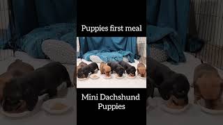 4 Week Old Mini Dachshund Puppies First Meal  View full video on our channel [upl. by Dleifrag]