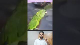 Quran tilawat parrot 🦜🤯 youtubeshorts parrot [upl. by Eciral]