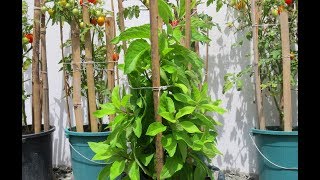 Grow a Diabetes Plant  Gynura Procumbens  Insulin Plant [upl. by Shaer621]