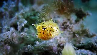 Baby Cowfish [upl. by Leraj424]