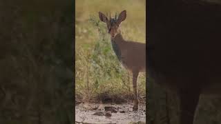 Animal wildlife  dik dik gazelle [upl. by Stillas]