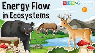 Energy Flow in Ecosystems – [upl. by Lemaceon]