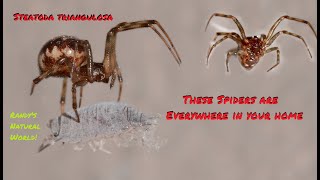 The Spiders are Everywhere in Your Home Steatoda [upl. by Amlev]