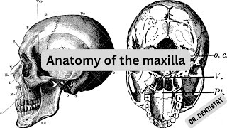 Anatomy of the maxilla With mnemonic [upl. by Pizor]