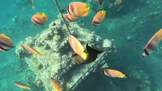 Snorkeling around Bali easy like subscribe [upl. by Lindsay]