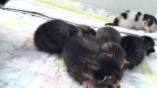 Newborn kittens cry when mom is away [upl. by Ahsatak133]