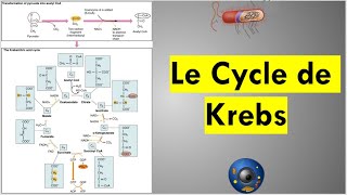 Le Cycle de Krebs [upl. by Redmer]