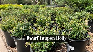 Dwarf Yaupon Holly [upl. by Salsbury389]