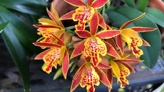 Eplc Hsiang Yu Gold Coast orchid in bloom 07122020 [upl. by Also]