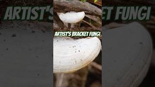 Artists bracket Fungibracketfungi fungi bracketfungus mycology polypore polypores [upl. by Gilbye]