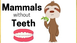 Mammals without Teeth [upl. by Ave]