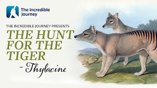 The Extinction Tragedy of the Tasmanian Tiger Thylacine [upl. by Walt79]