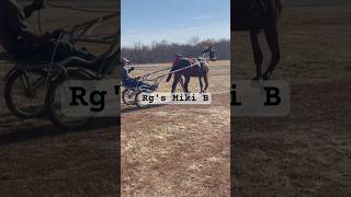 Rgs Miki B First time Jog Cart shorts horse harnessracing yearling [upl. by Htiduy611]