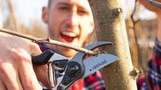 How to Prune an Apple Tree [upl. by Hamish]