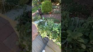 Preparing herbs to be dried inside [upl. by Naresh]