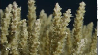 How Corals Eat Coral Polyps Feeding [upl. by Ogeid]