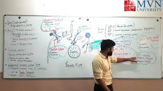 Antidiabetic drugs and their MOA  Diabetes and its types [upl. by Ikin]