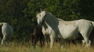 Lipica  The Cradle of the Lipizzaner [upl. by Iteerp735]