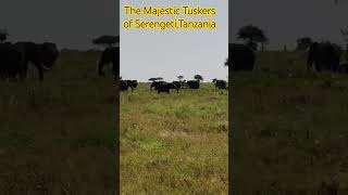 Tuskers of Serengeti National Park Tanzania [upl. by Monda896]