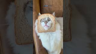 Inbred or In Bread The Feline Frenzy 🍞😹 Purebred Inbred Cats Funny Comedy [upl. by Zamir]