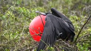 Frigate bird mating call [upl. by Katharine]