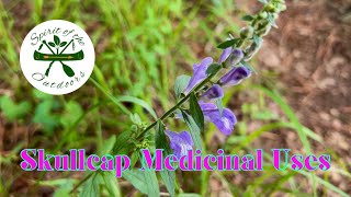 Skullcap Medicinal Uses [upl. by Aehtorod994]