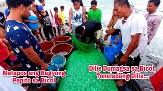 Bicol Region matapos ang Bagyong Pepito bumuhos ang Biyaya ng Diyos Toneladang Dilis nahuliSa Bicol [upl. by Jennifer342]